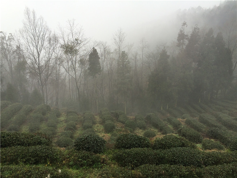 蒙頂茶山