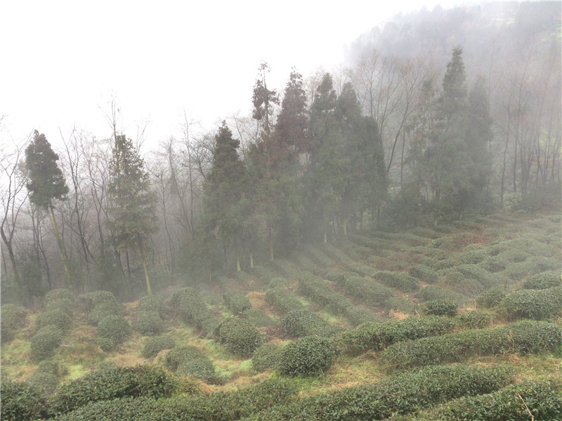 蒙頂茶山3