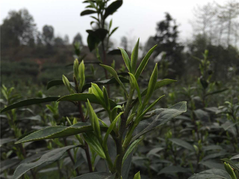 蒙頂高山茶芽2